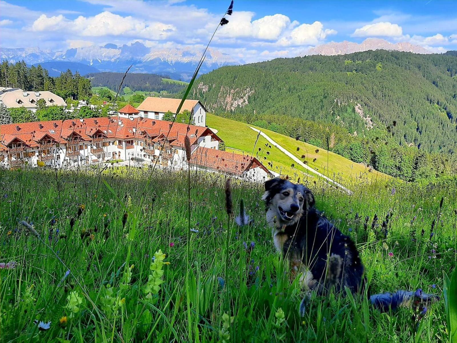 Gasthof Schmiederalm ألدينو المظهر الخارجي الصورة